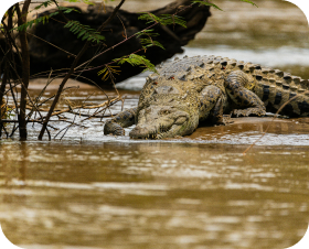 Alligator d'Amérique
