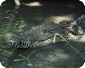 Alligator d'Amérique