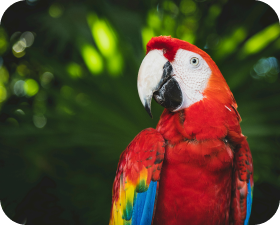 Perroquet Ara rouge