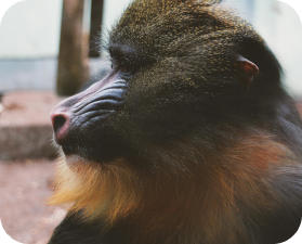 Mandrill