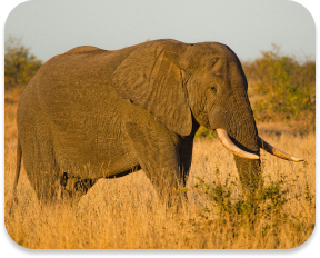 Éléphant d'Afrique