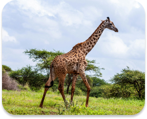 Girafe du Kenya