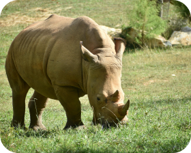 Rhinocéros blanc